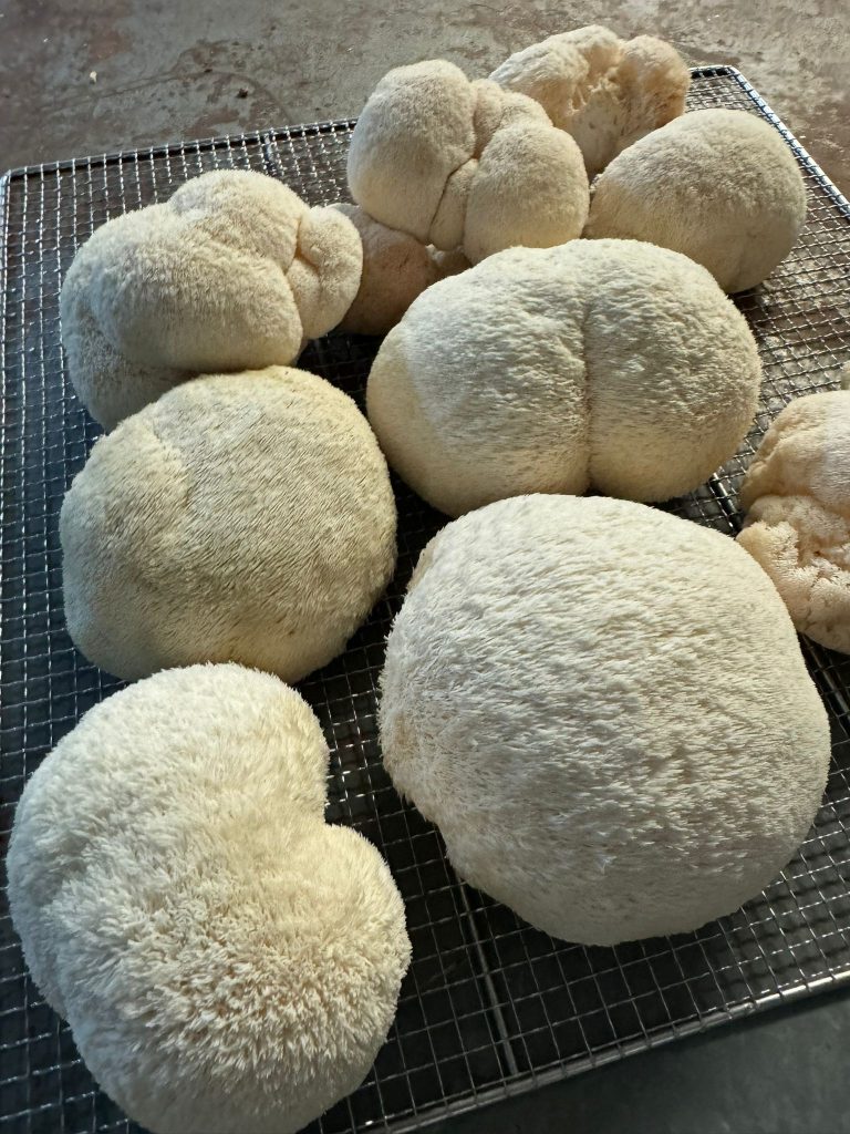 WhatsApp Bild 2024-12-20 um 20.10.59_b1820038