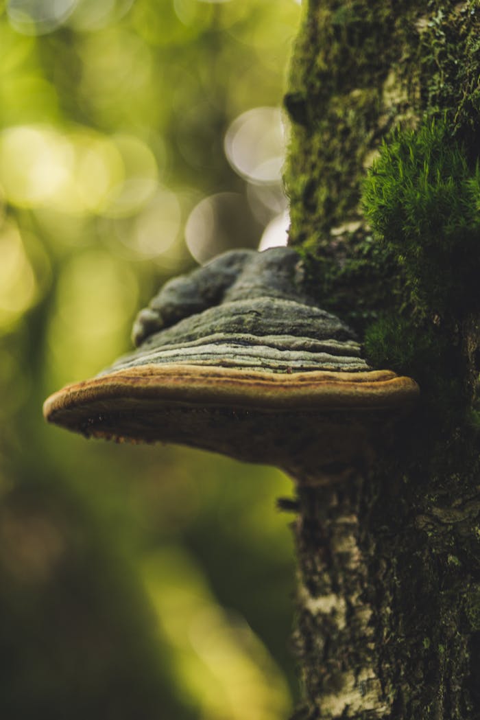 who-we-are Detailed macro shot of a tree fungus with bokeh in a forest environment.