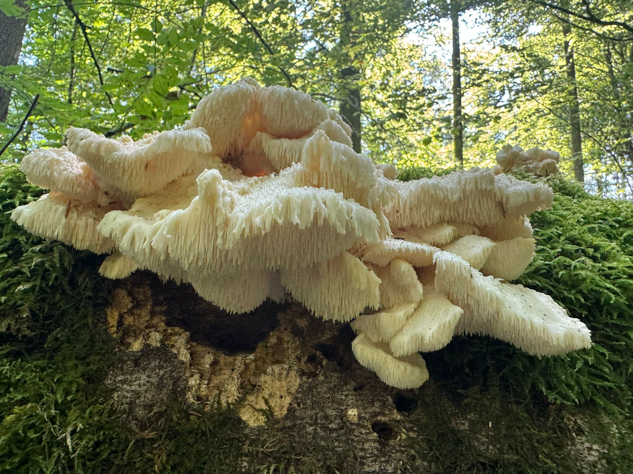 our-story whatsapp-bild-2024-12-20-um-201102-6c14f83d